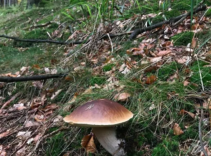 Silbach アパート